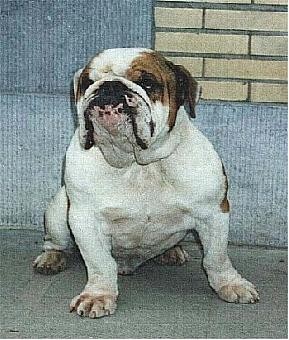 Bouledogue anglais