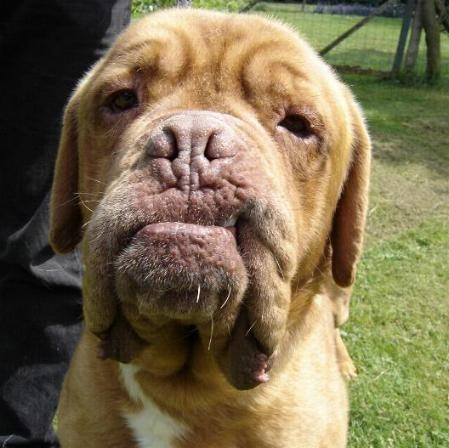 Dogue bordeaux tete 5