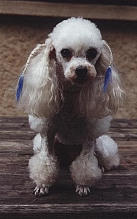 Joe avec nattes bleues