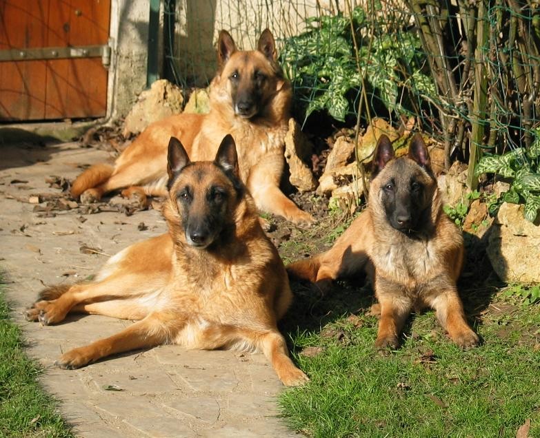 Malinois 3 mf