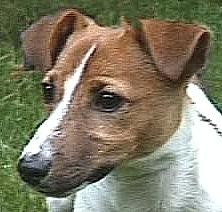 Rocky tete