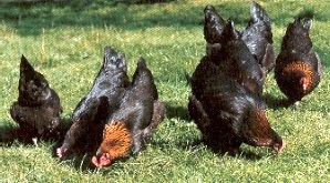 Poules marans