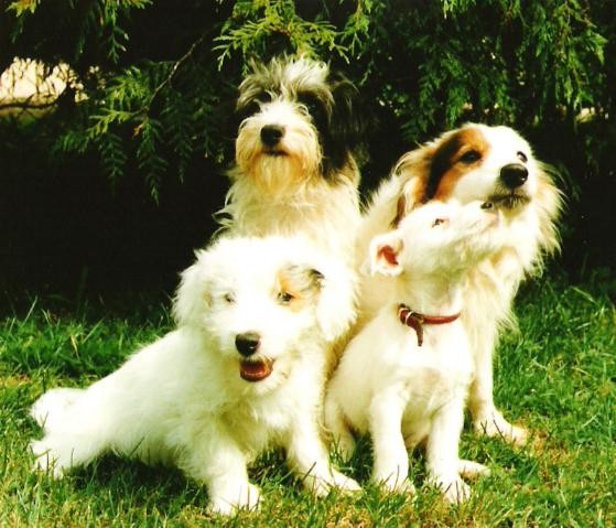 Droopy famille