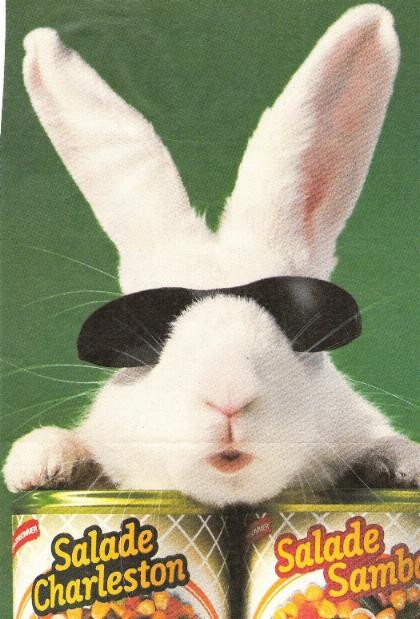 Lapin cassegrin