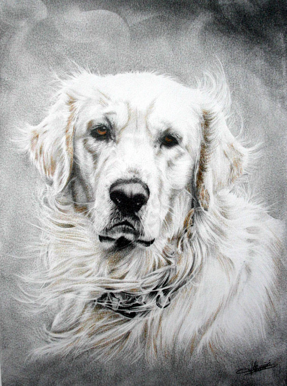Golden retrievers