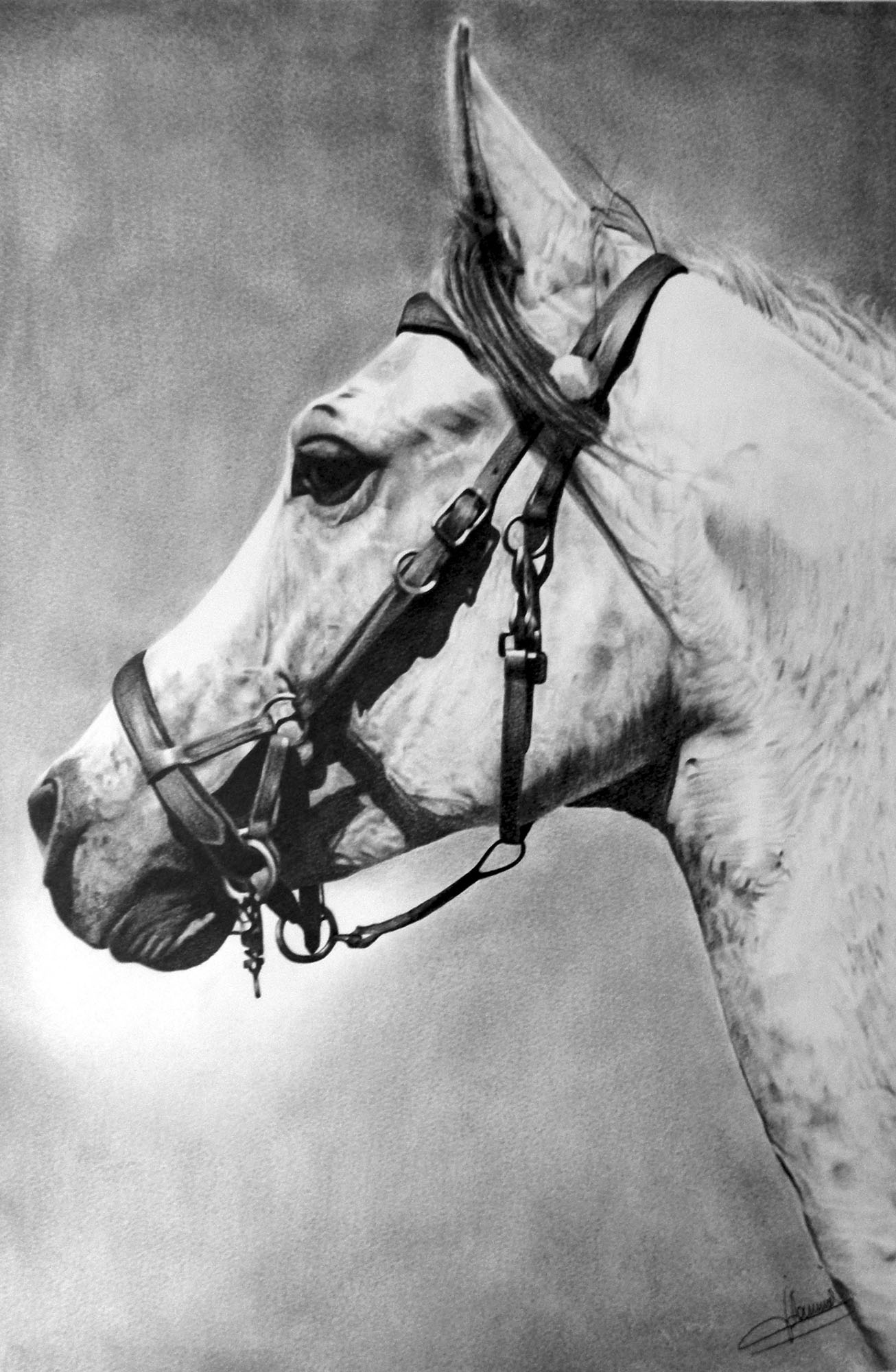 Cheval blanc
