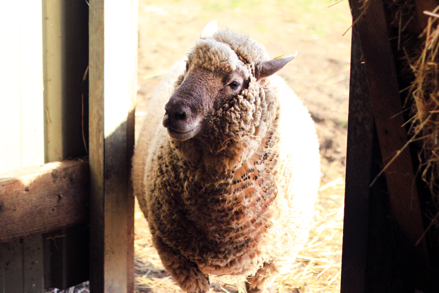 Animaux14