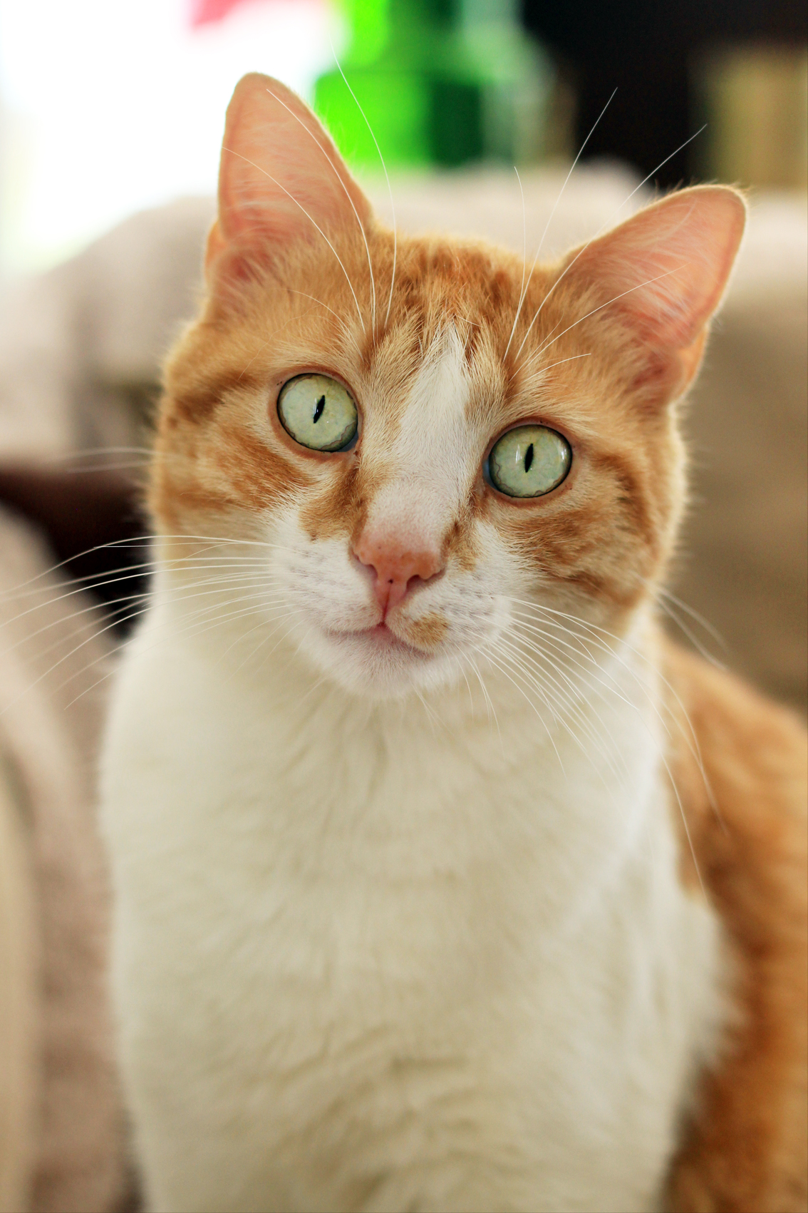 Animaux18