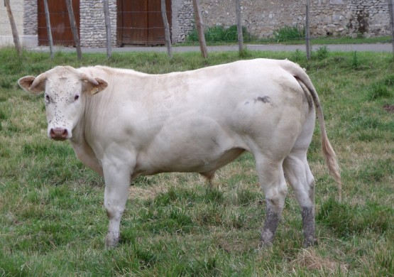 Boeuf charolais