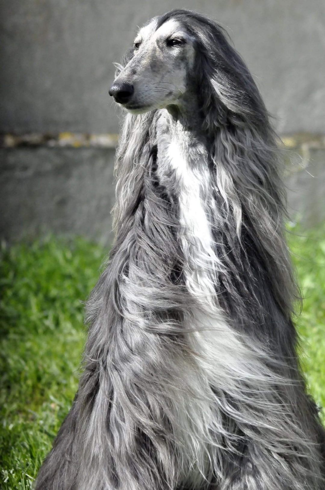 Levrier afghan gris