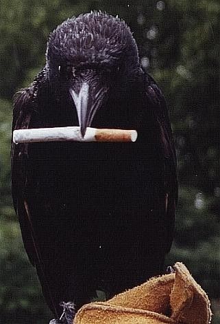 Corbeau qui fume