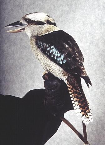 Kookaburra cookie