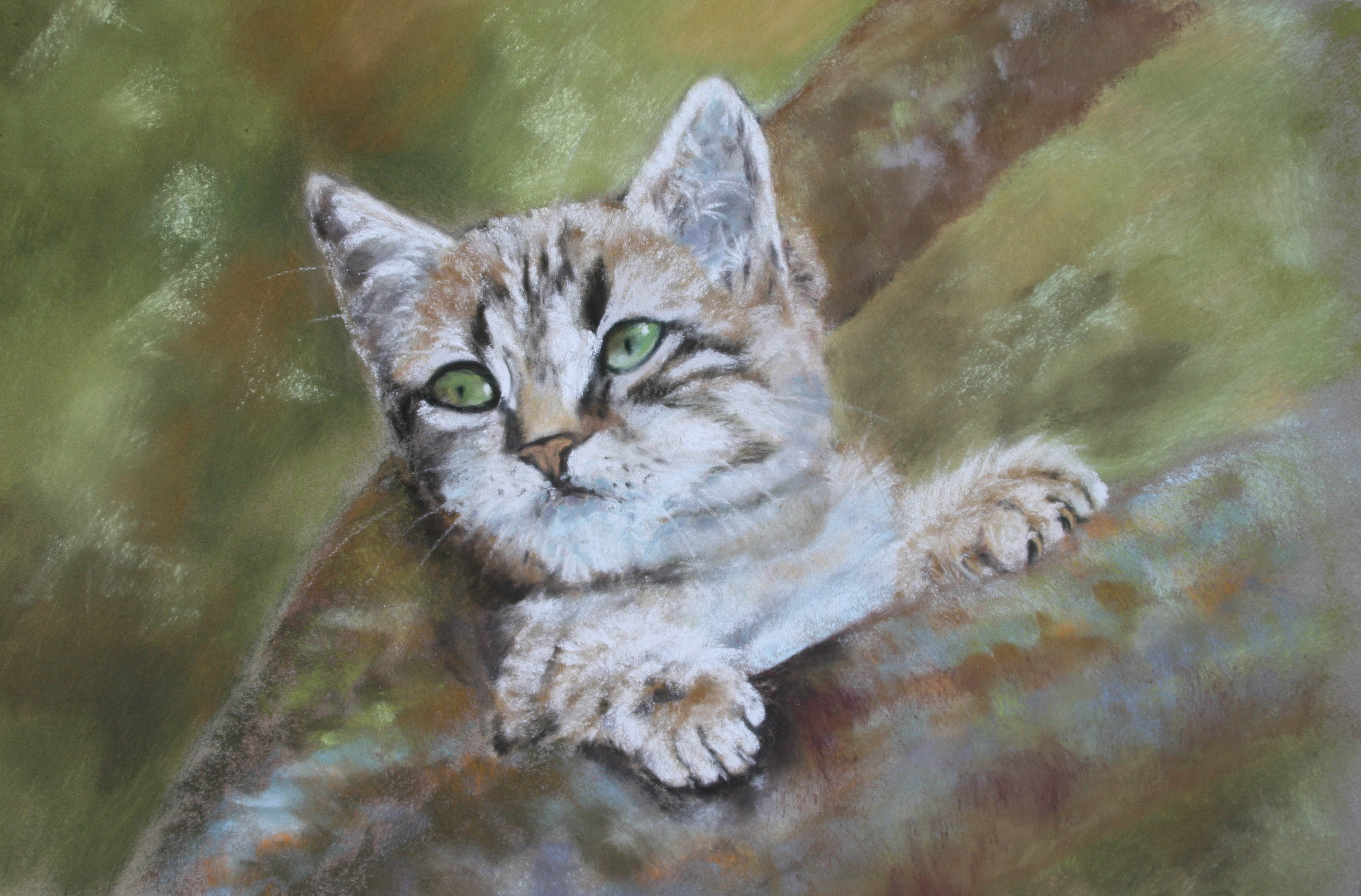 B chat gris