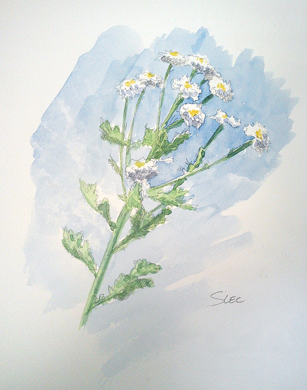 Fleurs