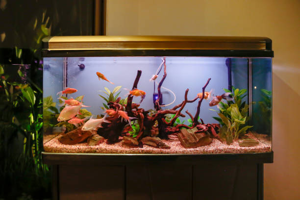 aquarium discus knafo nataniel