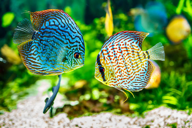 Nataniel Knafo couple de poisson Discus