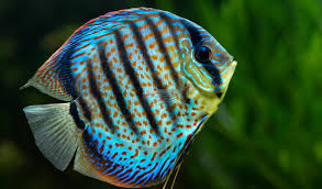 Discus bleu - Nataniel Knafo