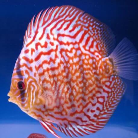 Nataniel Knafo discus rose