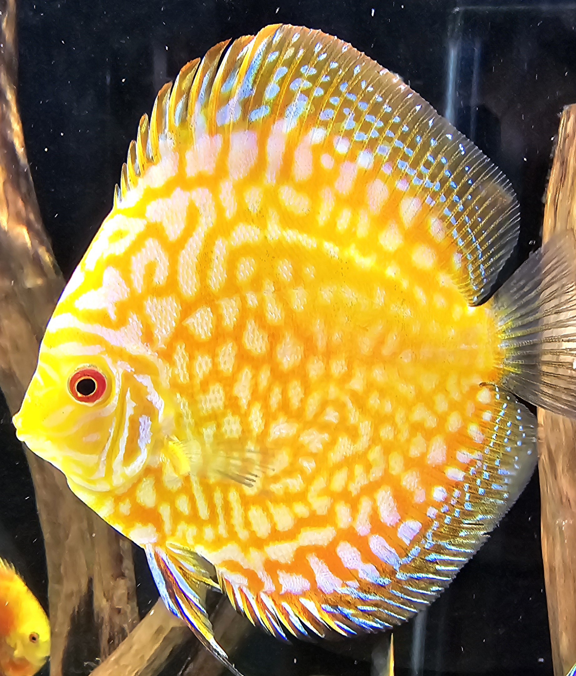 Discus Jaune Nataniel Knafo