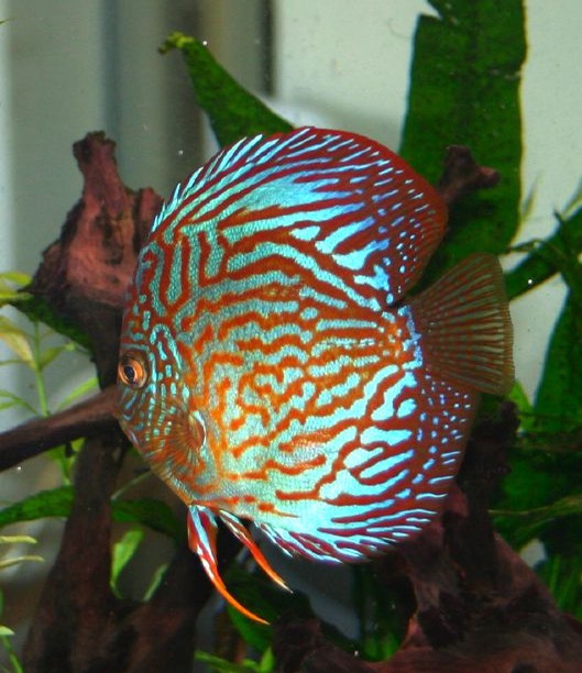 Variete de discus Nataniel Knafo