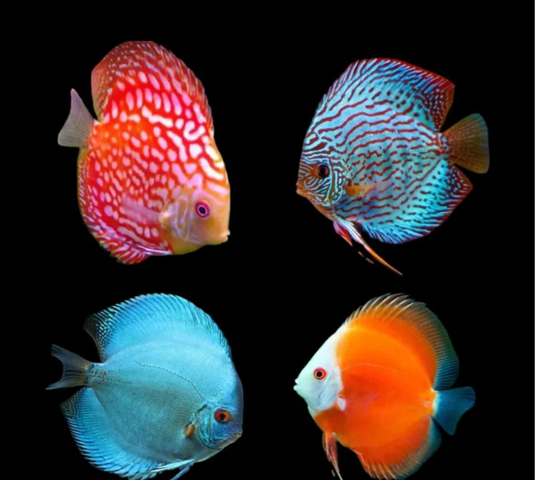 Goupe-poisson-discus-Nataniel-Knafo