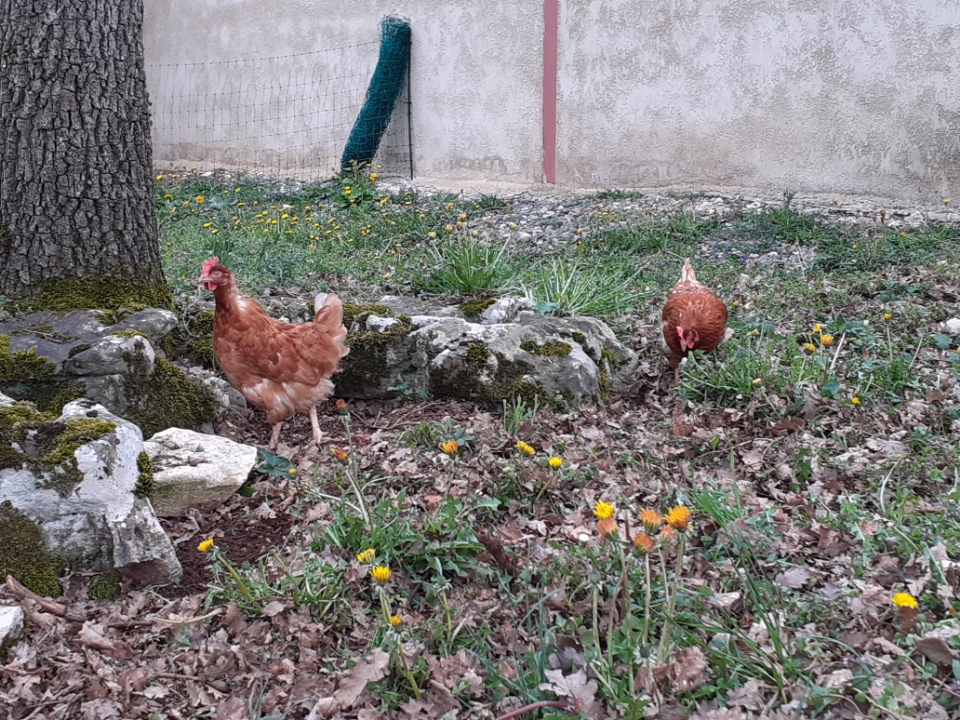 Poules chloe villepontoux 1 