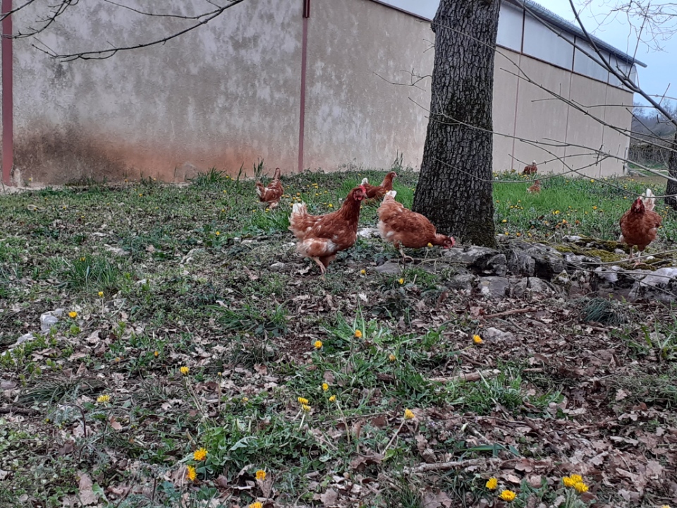 Poules chloe villepontoux 2 