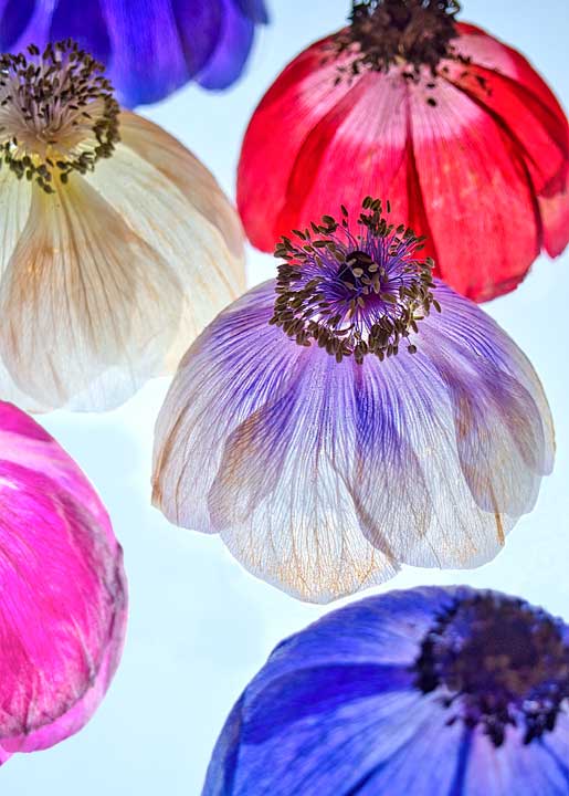 Carte anemone 1