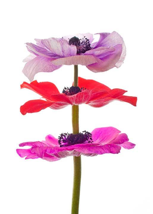 Carte anemone equi 1