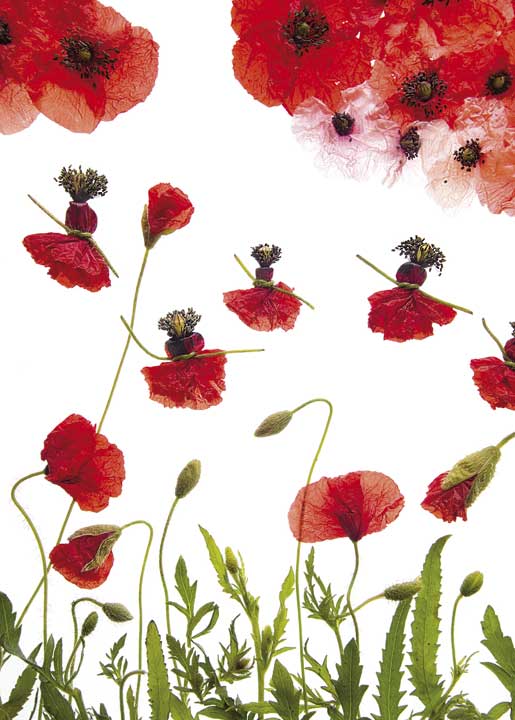 Carte coquelicot 1
