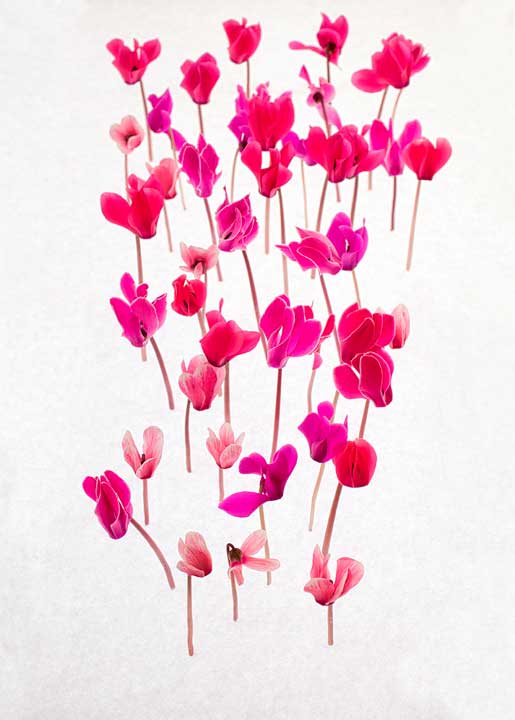 Carte cyclamen 1