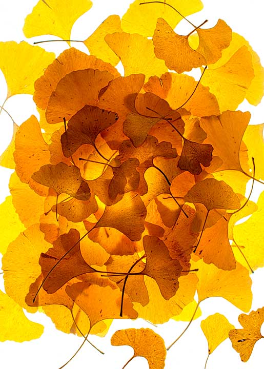 Carte ginkgo 1