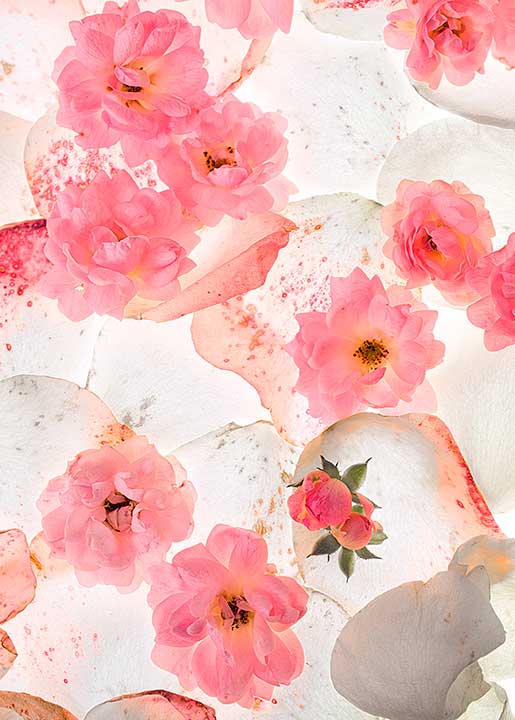 Carte rose douceur 1