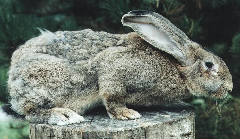 Lapin geant des flandres