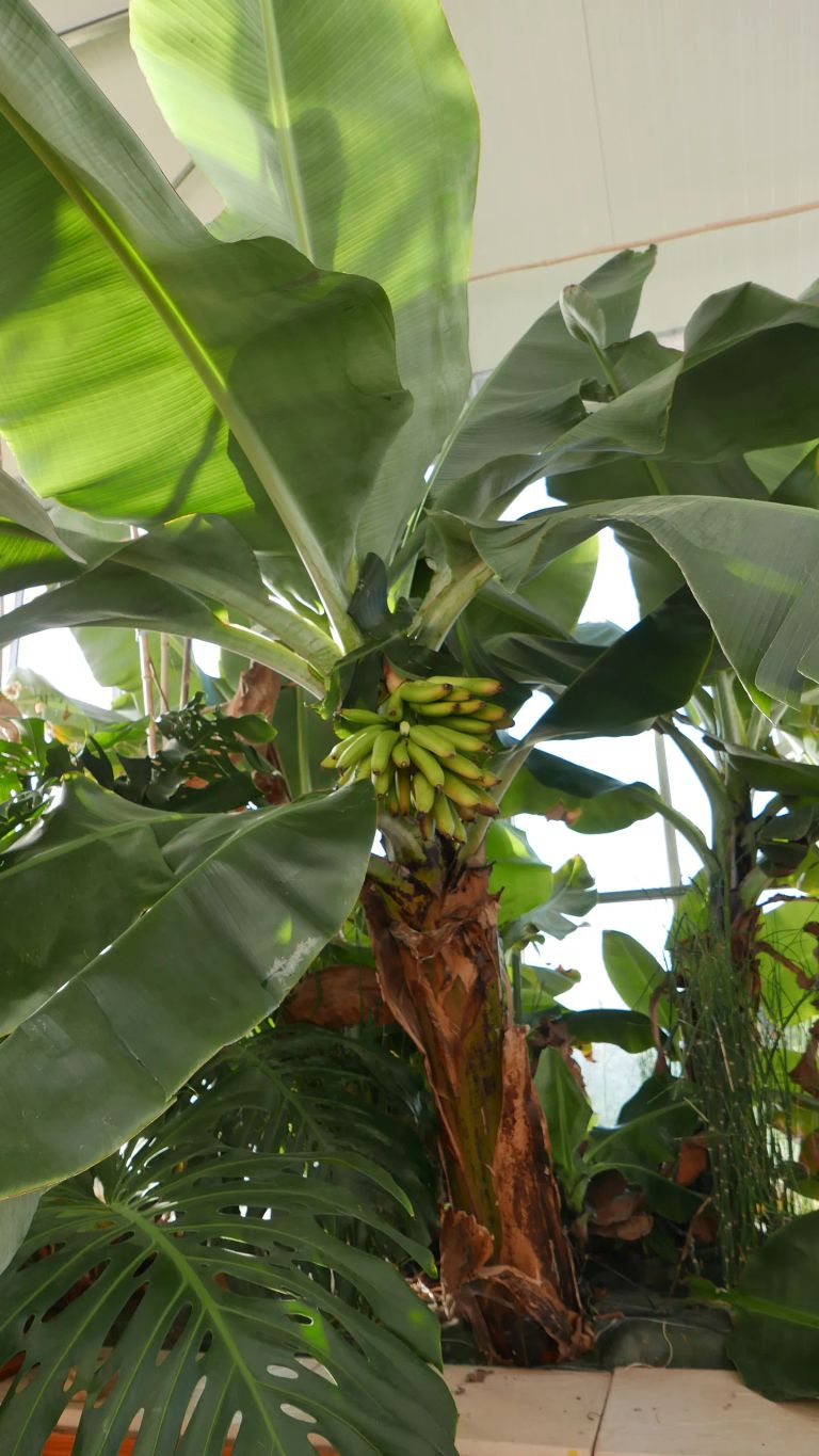 2016 banane