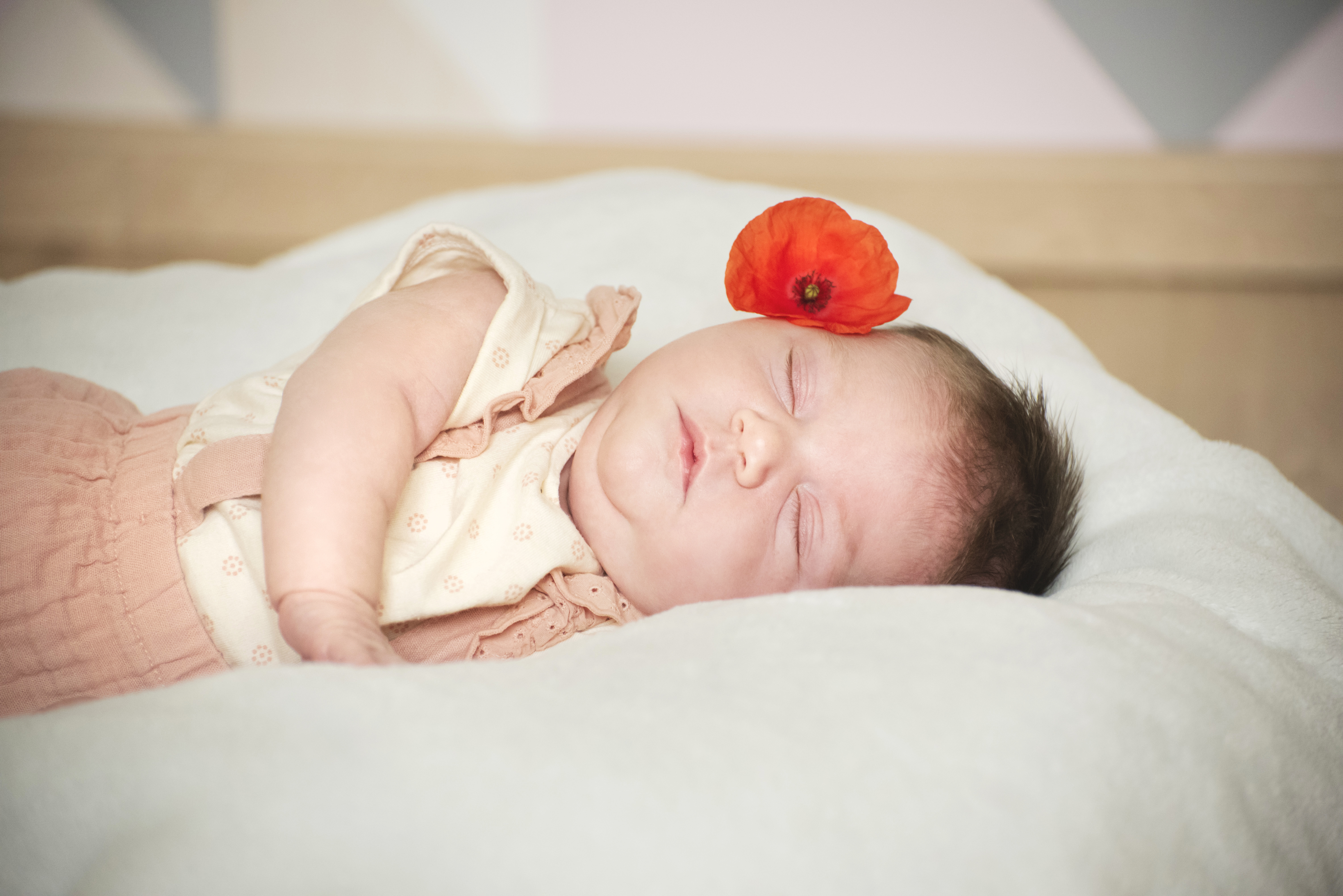 Lila rose 20217