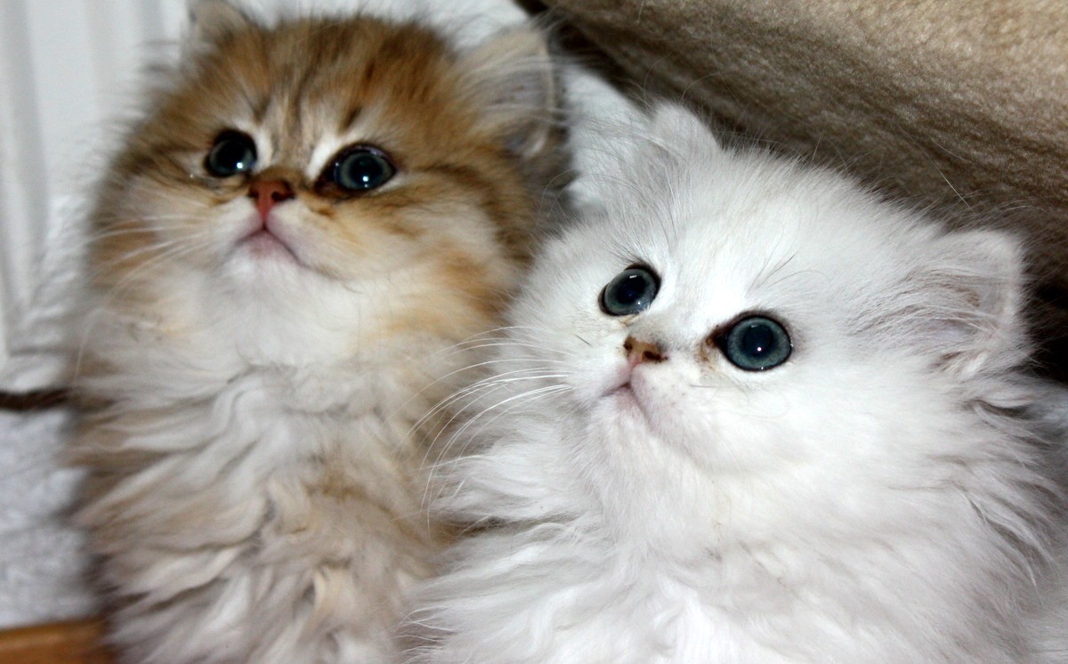 Chat 124 plus 1