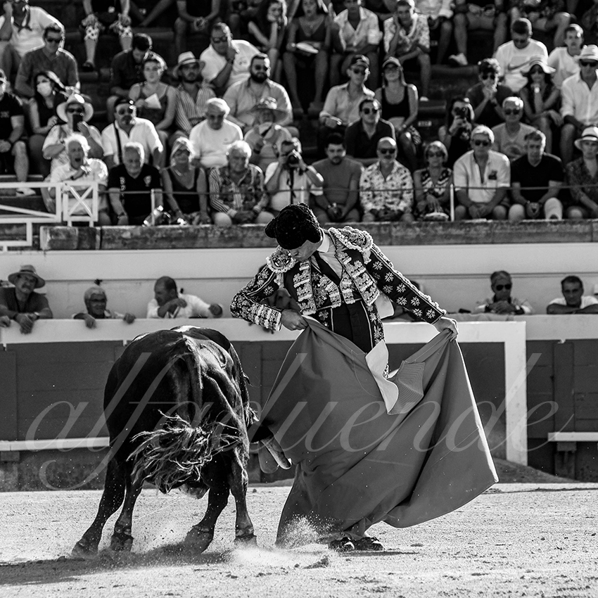 20210813 beziers alfaduende 003 fd