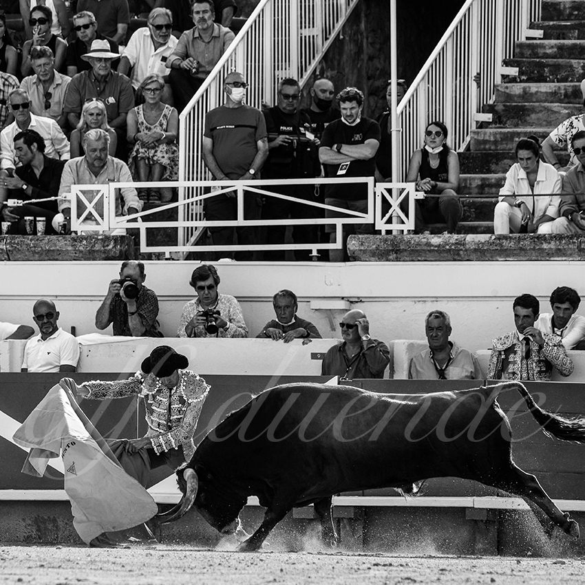 20210813 beziers alfaduende 007 fd