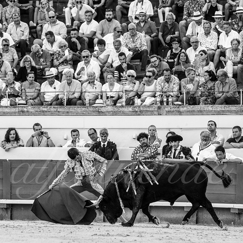20210813 beziers alfaduende 008 fd