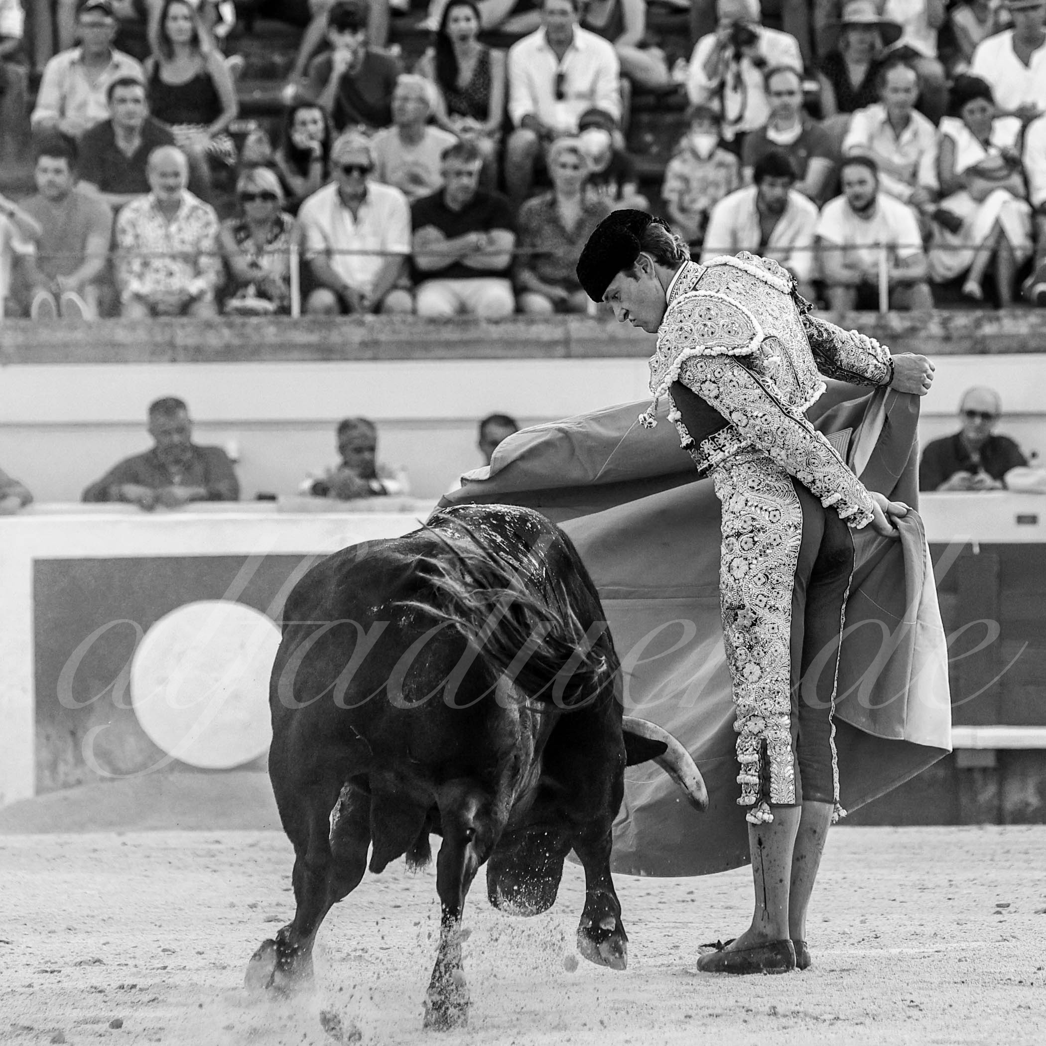 20210813 beziers alfaduende 010 fd