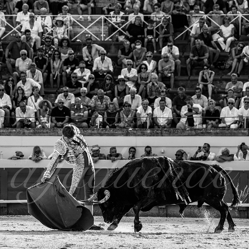 20210813 beziers alfaduende 012 fd