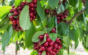 Cerises maison