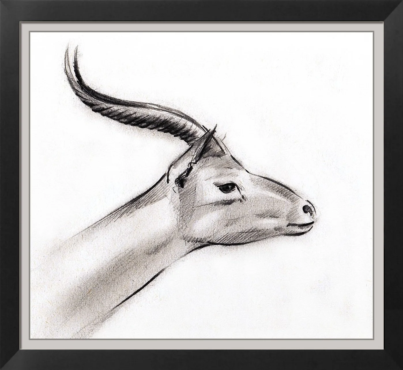 Impala graphite estompe sur papier 120 x110 mm