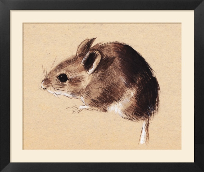 Mulot aquarelle rehaussee de gouache blanche sur papier teinte 120 x 100 mm