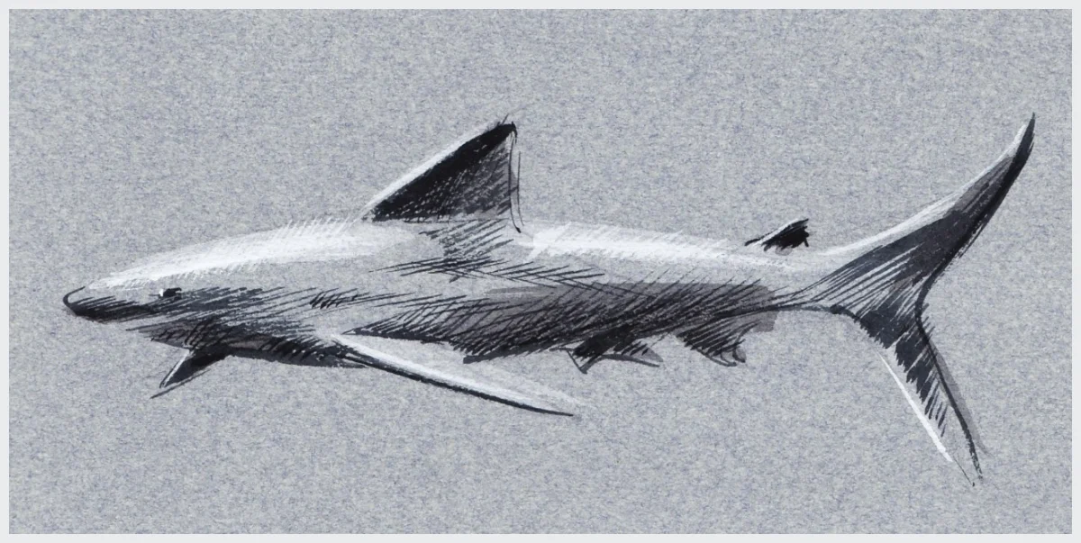 Requin gouache sur papier gris 160 x 75 mm
