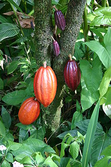 220px cocoa pods