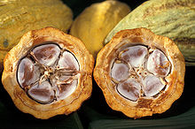 220px cacao pod k4636 14