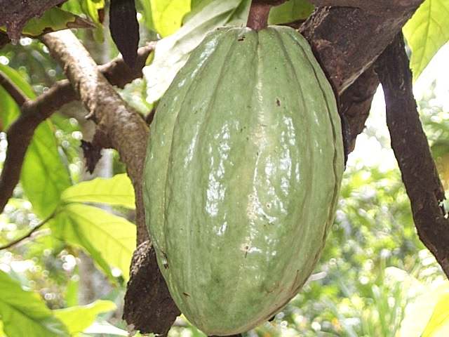 Cacao