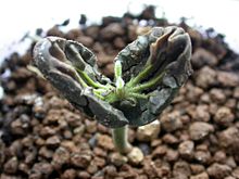 220px theobroma seedling